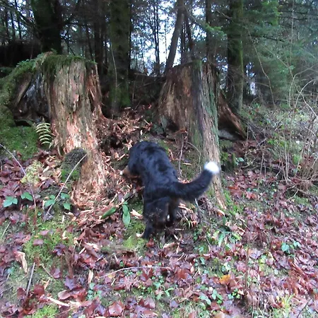 Ferienwohnung-schoenmuenzblick-urlaub-im-nationalpark-schwarzwald-schwarzwald-plus-inklusive بيرسبرون