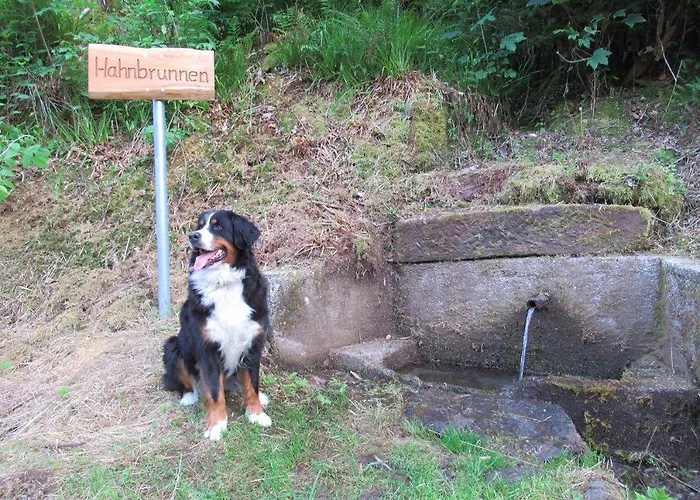 Ferienwohnung-schoenmuenzblick-urlaub-im-nationalpark-schwarzwald-schwarzwald-plus-inklusive Байрсброн