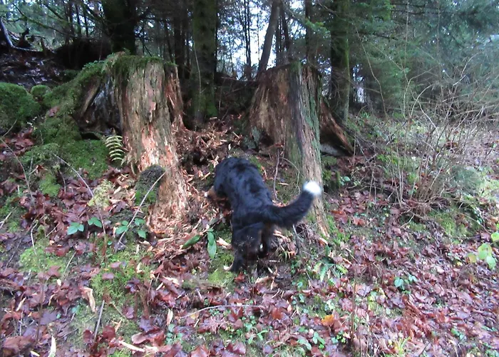 Ferienwohnung-schoenmuenzblick-urlaub-im-nationalpark-schwarzwald-schwarzwald-plus-inklusive Байрсброн